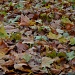 Fallen Leaves by andycoleborn