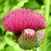 Prickly in Pink by countrylassie