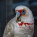 White parrot by gosia