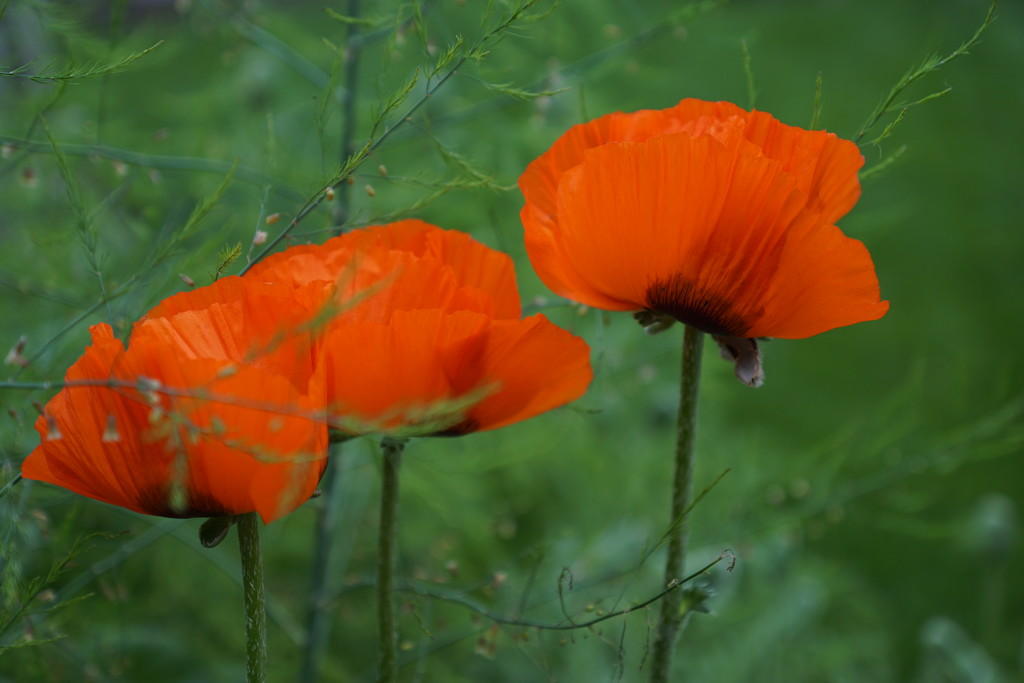 poppies by amyk