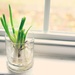 Regrowing Green Onions - Day 4 by mhei