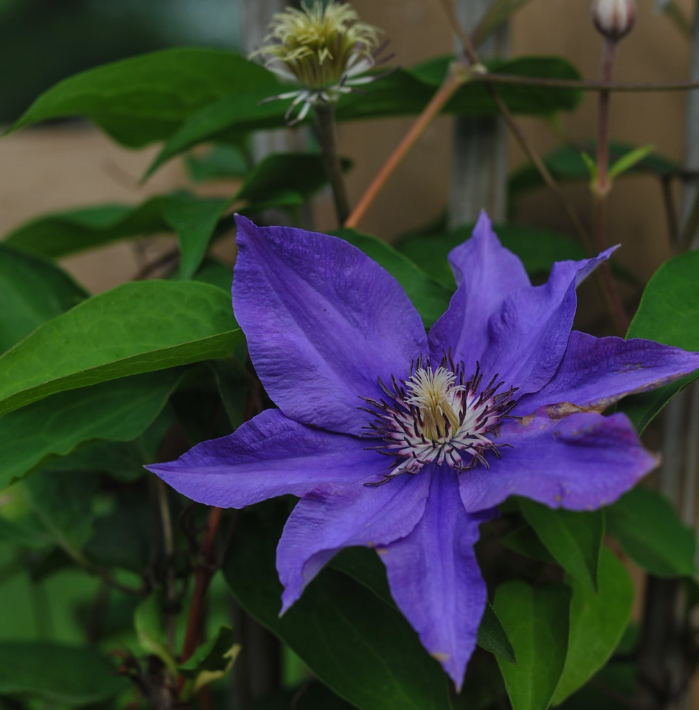 Clematis by loweygrace