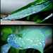 Raindrops by calm