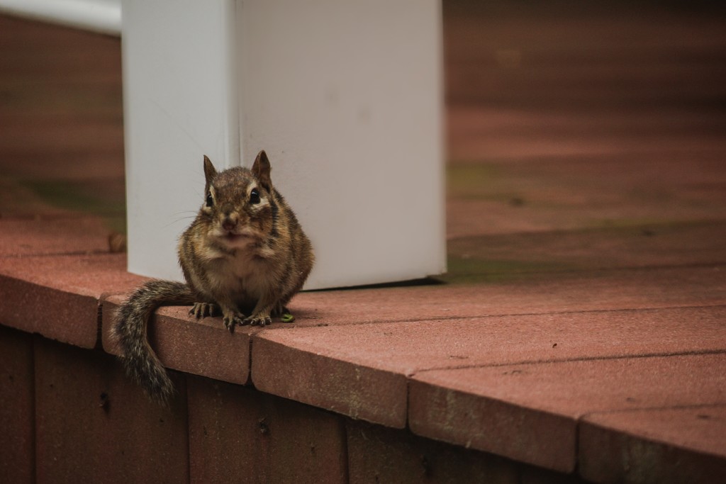 A Cleveland Chipmunk by mzzhope