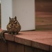 A Cleveland Chipmunk by mzzhope
