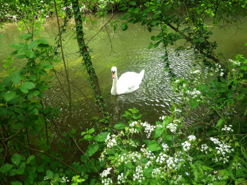 Framed Swan by bulldog
