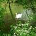 Framed Swan by bulldog