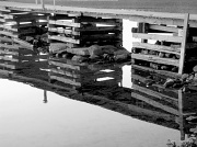 11th Nov 2010 - Dock Reflection