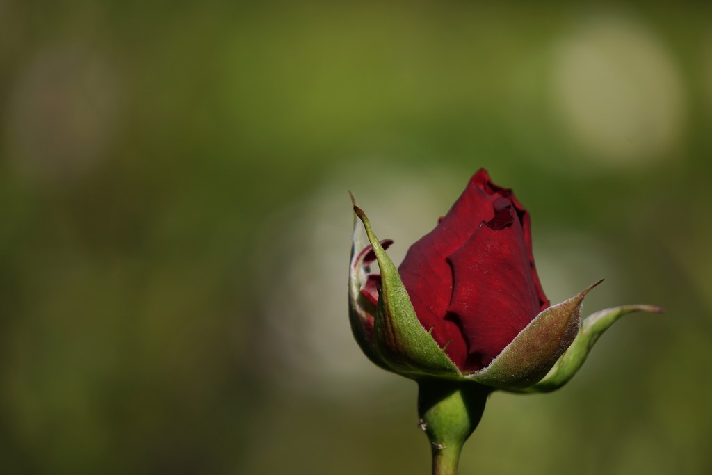 red rosebud..... by quietpurplehaze