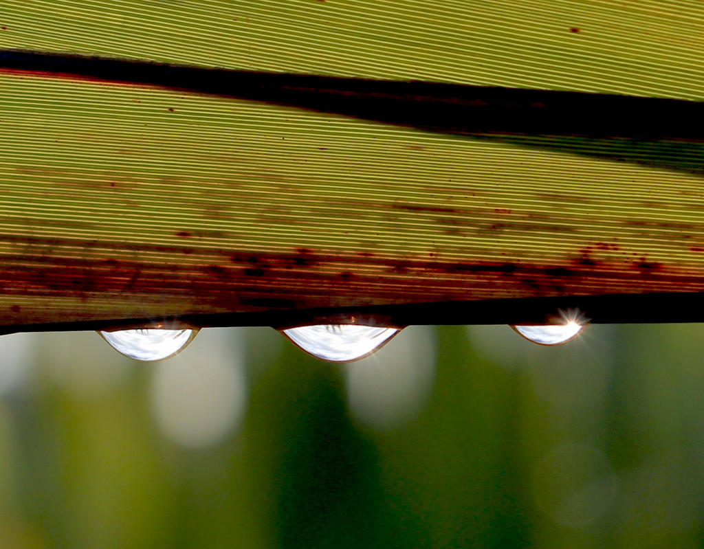 Sunny raindrops by kiwinanna