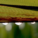 Sunny raindrops by kiwinanna