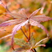 Maple leaf  by kiwinanna
