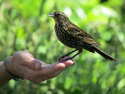 6th Jun 2015 - Bird Lady With Snacks