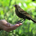 Bird Lady With Snacks by seattlite