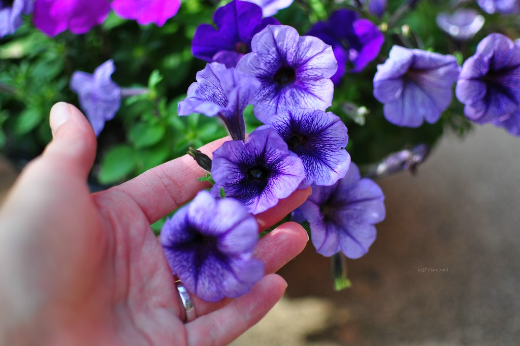 petunias... by earthbeone