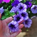 petunias... by earthbeone