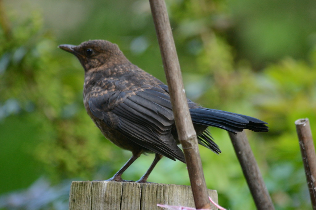 Blackbird again by richardcreese