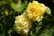 3rd Jun 2015 - Yellow Rose.