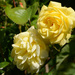 Yellow Rose. by richardcreese