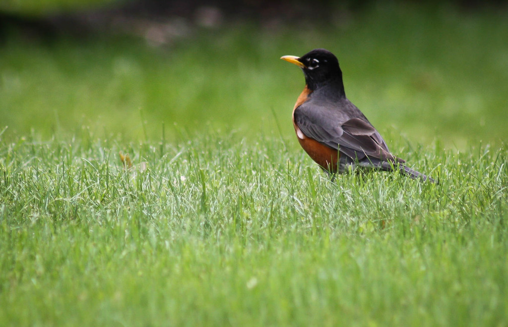 When the Red Red Robin.... by mittens