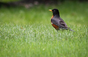 6th Jun 2015 - When the Red Red Robin....