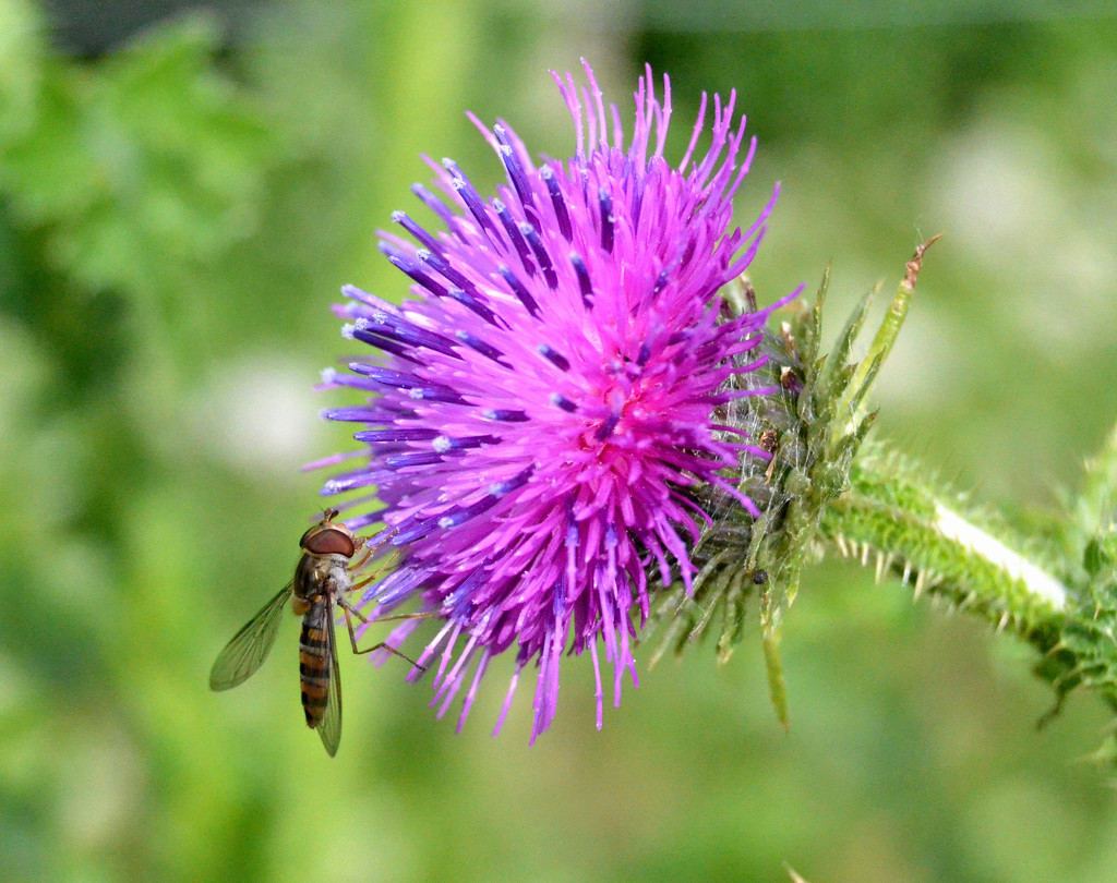 Insect on Thistle Flower by arkensiel