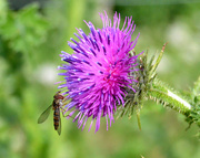 6th Jun 2015 - Insect on Thistle Flower