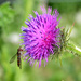 Insect on Thistle Flower by arkensiel