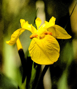 6th Jun 2015 - 6th June 2015    - Yellow Iris