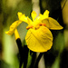 6th June 2015    - Yellow Iris by pamknowler