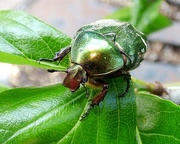 6th Jun 2015 - Rose Chafer beetle (Cetonia aurata)