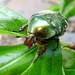 Rose Chafer beetle (Cetonia aurata) by julienne1