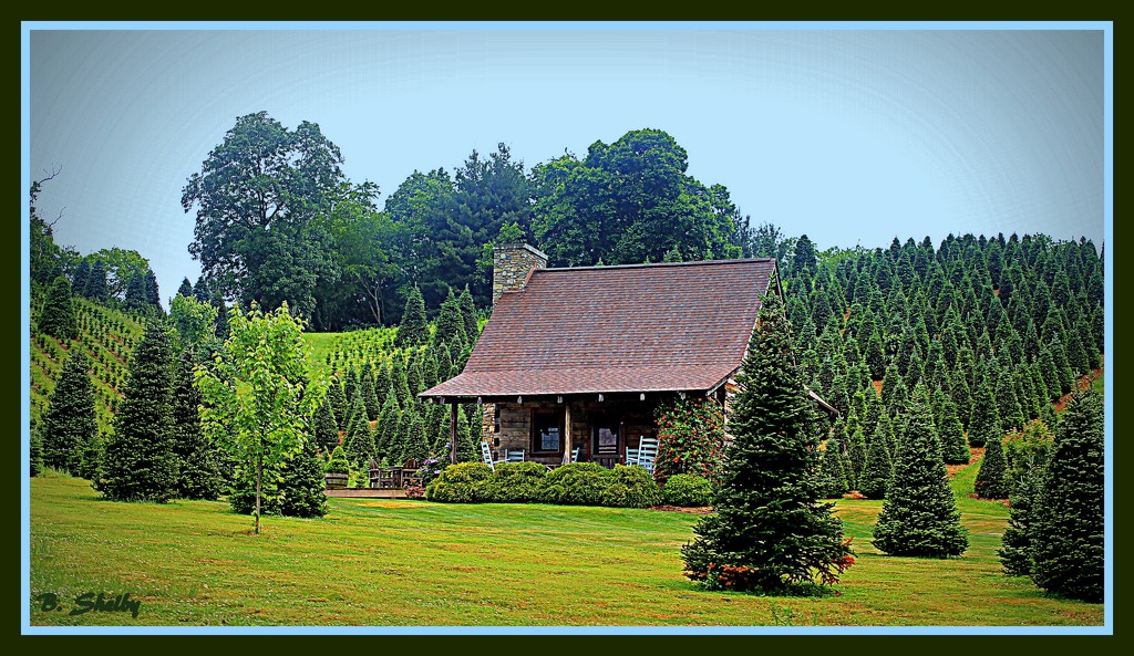 N. Carolina Cnristmas Tree Farm by vernabeth