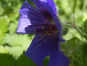 6th Jun 2015 - Blue flower in the sunlight...