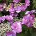 Flowers - Hydrangea by cataylor41