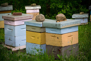 6th Jun 2015 - Busy Bees