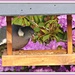 Mr P on the new bird feeder ! by beryl