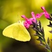 Miss Butterfly by joysfocus