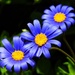 Blue Flowers by joysfocus