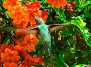 6th Jun 2015 - Hummingbird 