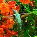 Hummingbird  by joysfocus