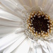 White Gerbera by phil_howcroft