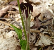 7th Jun 2015 - Jack-in-the-pulpit