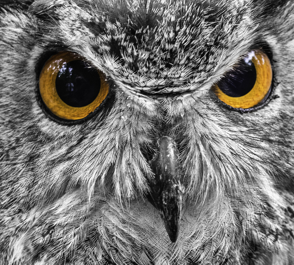 SC Owl by rosiekerr