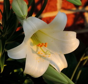 5th Jun 2015 - Gold hour lily!