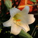 Gold hour lily! by homeschoolmom