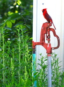 6th Jun 2015 - The Cardinal on the Water Pump