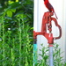 The Cardinal on the Water Pump by kareenking