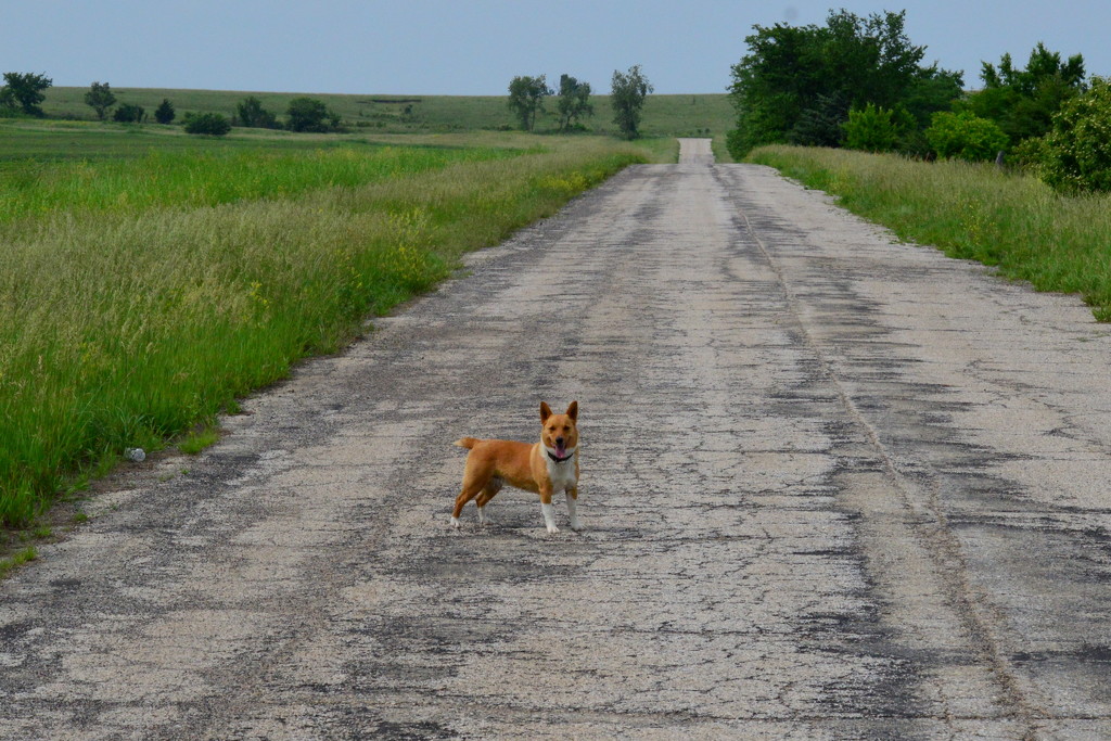 Hank on Missile Base Road by kareenking