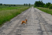 6th Jun 2015 - Hank on Missile Base Road